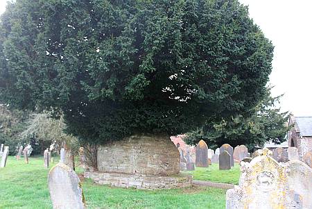 Bampton - Detail of Churchyard Tree